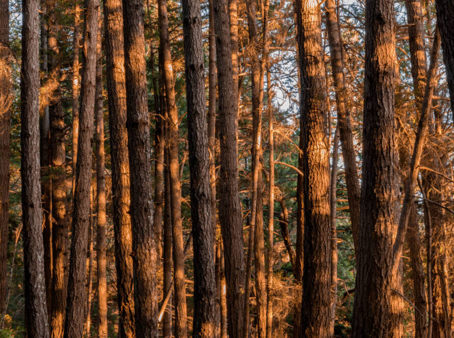 Tall trees in a dense forest are illuminated by warm sunlight, casting shadows and highlighting the texture of the bark.